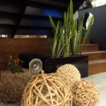 Permalink to Segunda-feira com plantas espada de são jorge