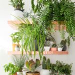 Permalink to Plantas dentro de casa e a sensação de bem-estar plantas-dentro-de-casa