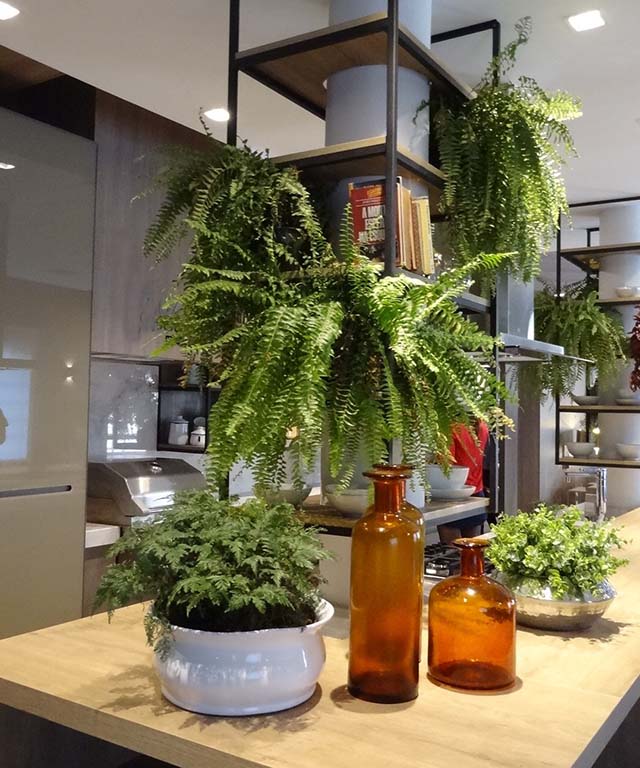 a_leveza_das_samambaias_na_decoração