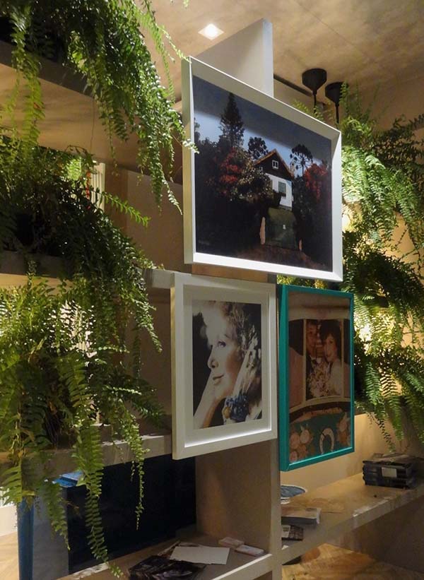 a_leveza_das_samambaias_na_decoração